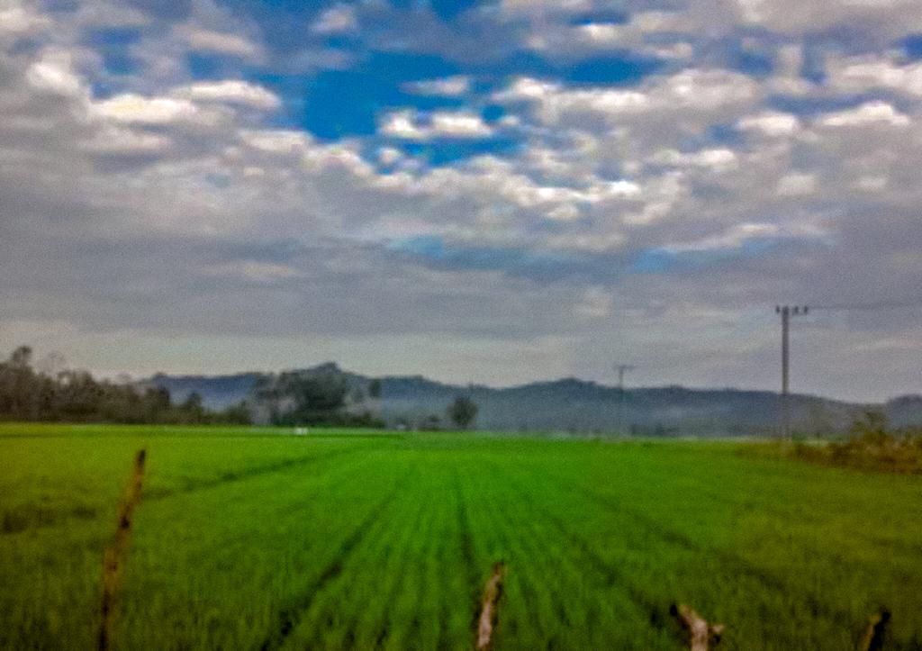 Sawah 